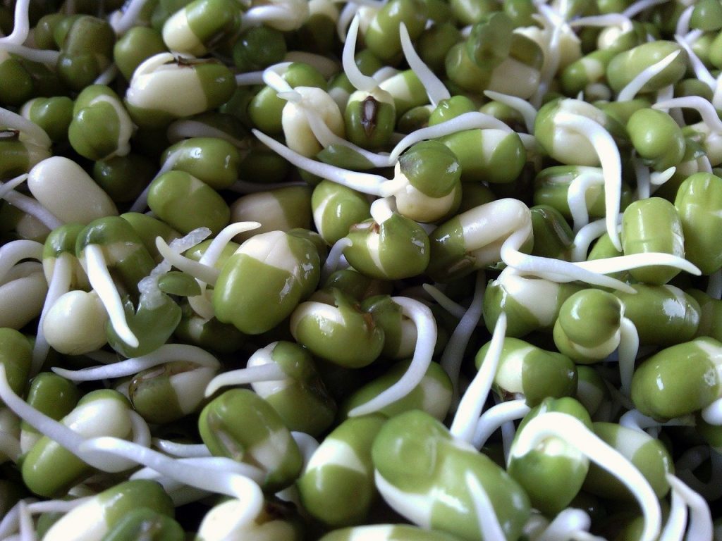 Types of sprouts: mung beans